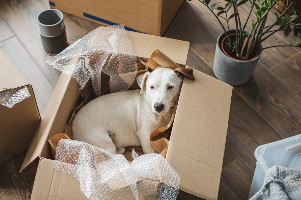 I’m Renting a Dog?